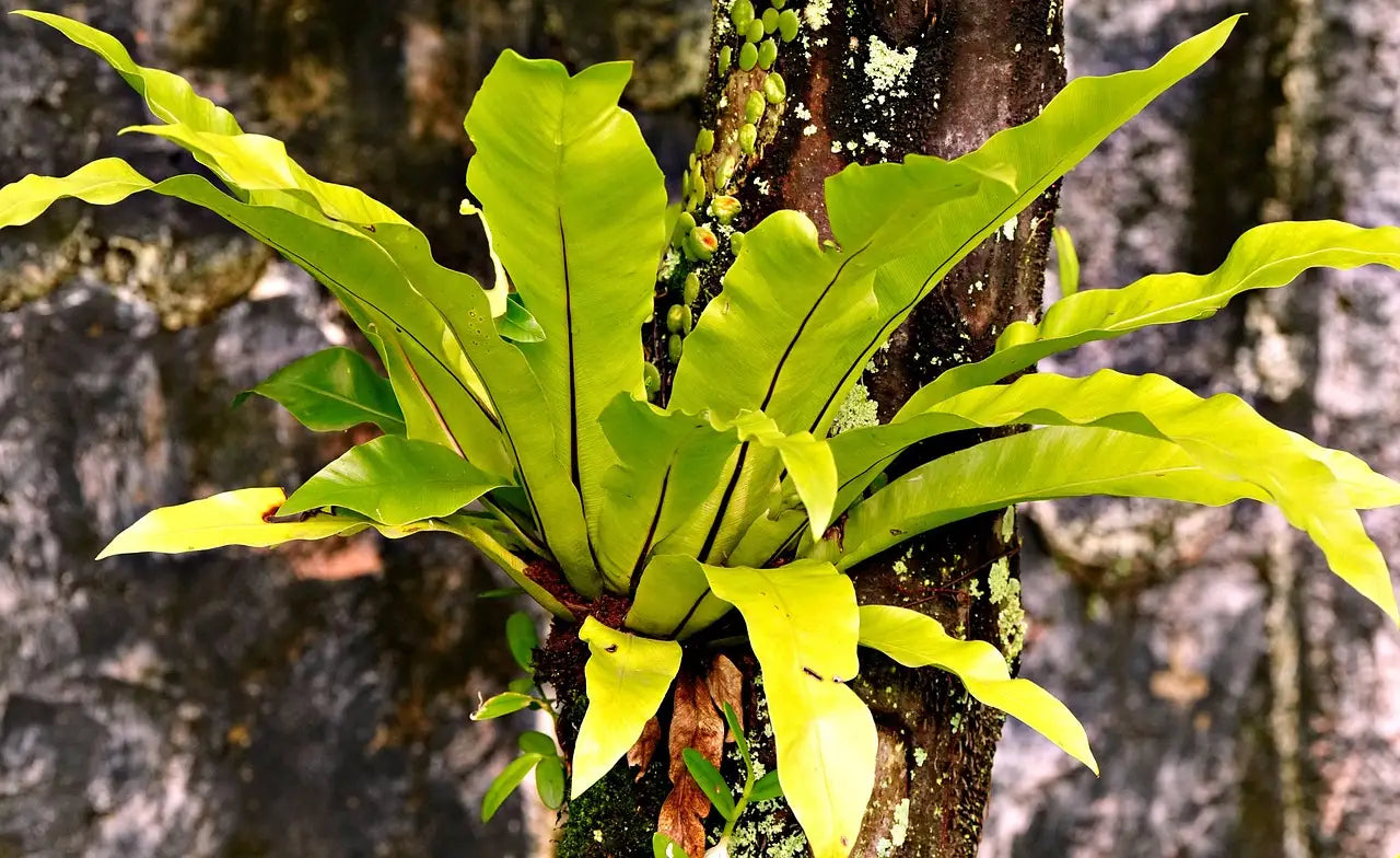 Bird Nest Fern as an Indoor Plant - Everything You Need to Know