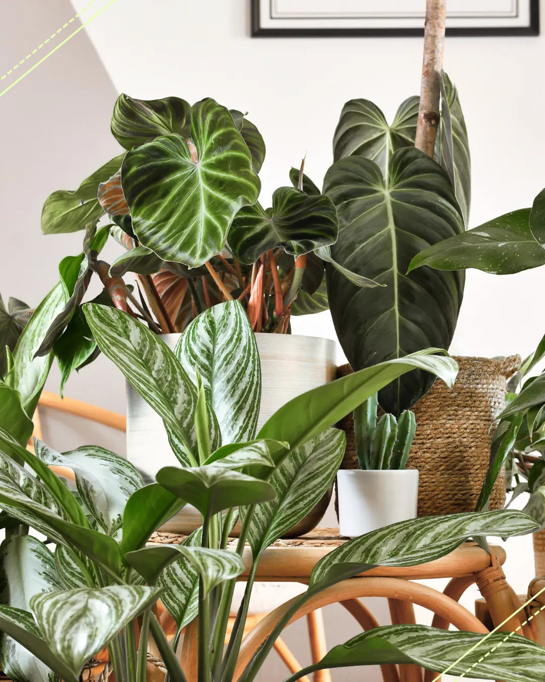 Can Plants Feel Pain? What the Science Really Says