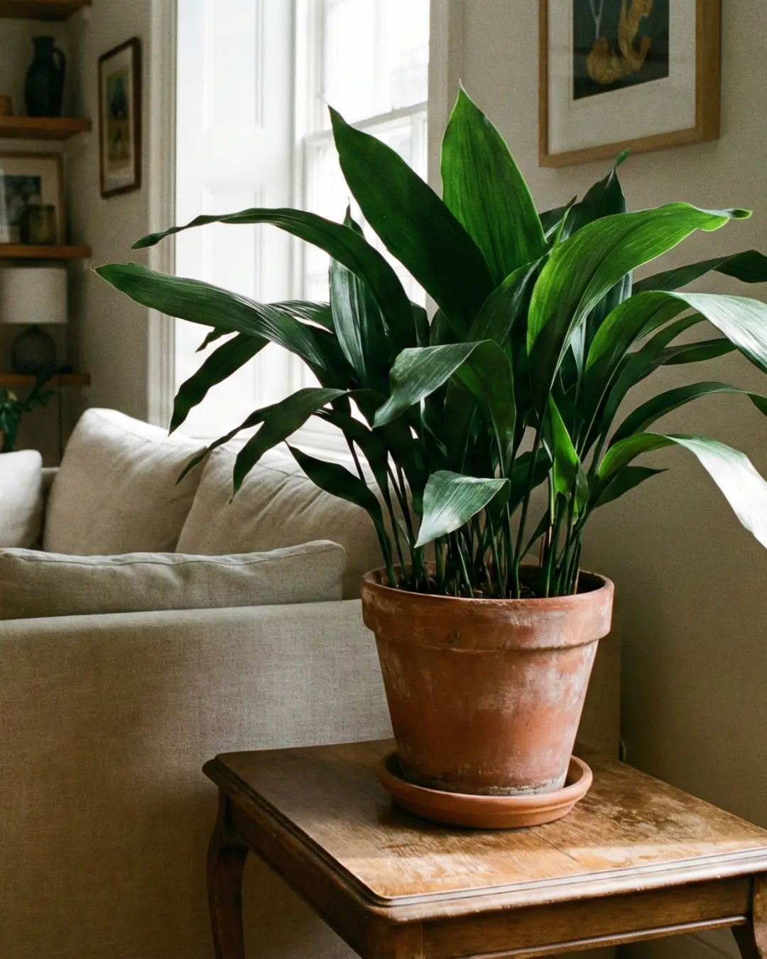 How to Choose a Pot for Your Houseplant: Size, Material, and Drainage Explained