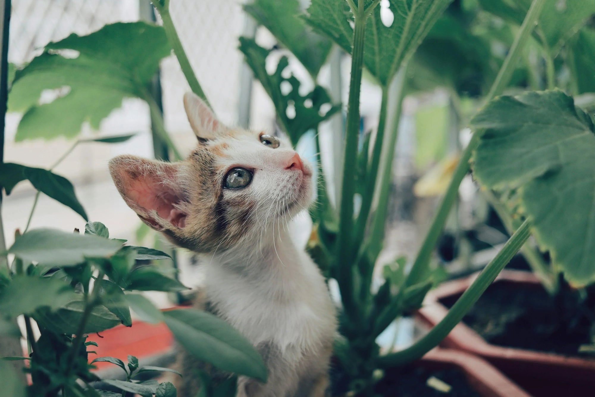 The Most Unique Non-Toxic Plants to Transform Your Home - Soltech