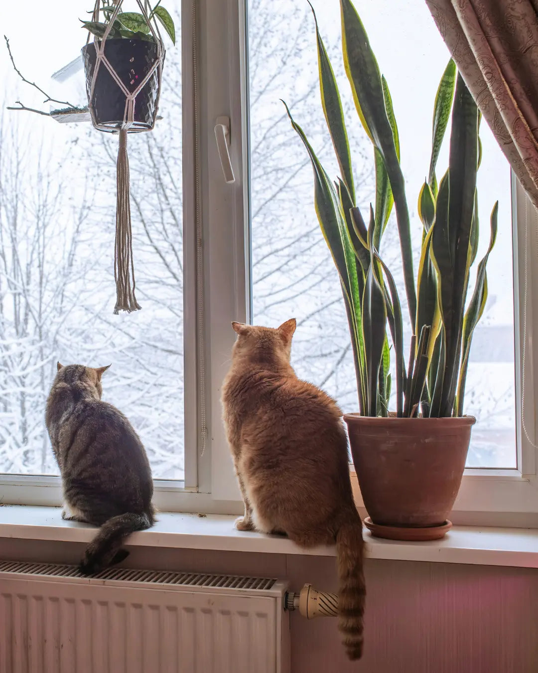 Best Cat-Friendly Houseplants for a Safe and Lush Indoor Jungle