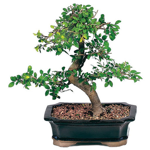 Bonsai Kit: Everything You Need To Care For A Beautiful Indoor Bonsai Tree