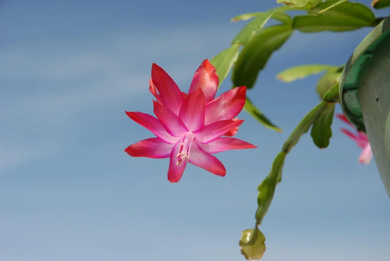 The Complete Guide to Christmas Cactus Care: Blooms That Last All Winter