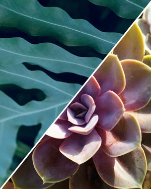 2 Colorful Houseplants Worth Adding to Your Collection (And the One Light That Covers Both)