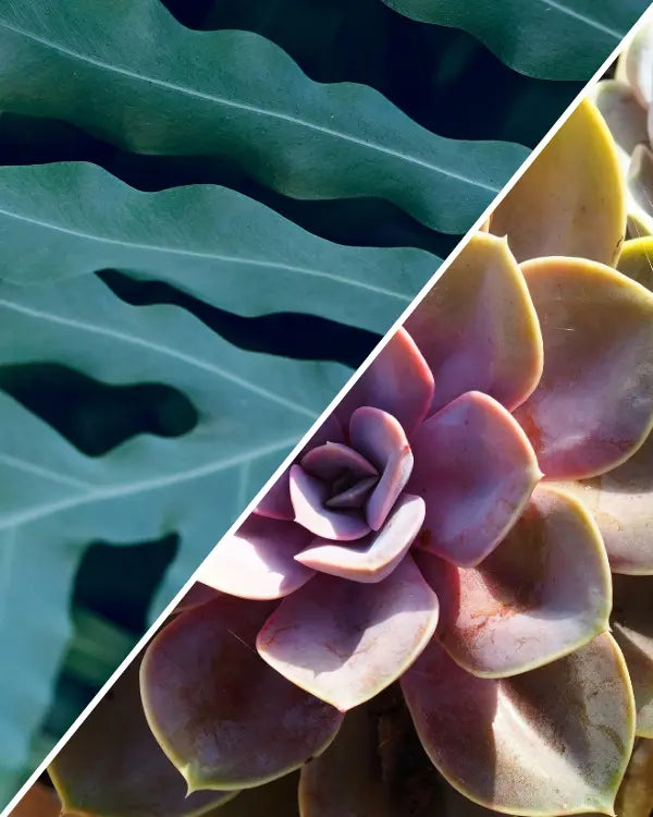 2 Colorful Houseplants Worth Adding to Your Collection (And the One Light That Covers Both)
