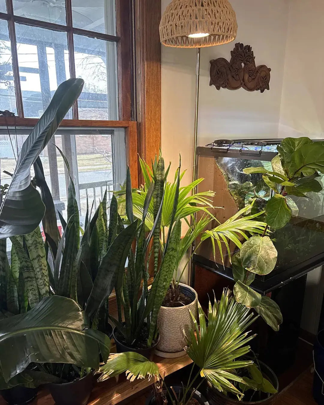 The Light Requirement Cheat Sheet for the 10 Most Common Houseplants