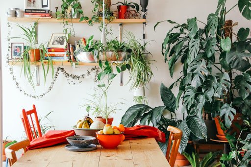 3 Helpful Interior Plant Décor Tips: Decorate With Indoor Plants in Mind