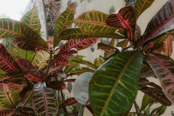 Ultimate Guide to Croton Plant Care: Bold Colors for Your Home - Soltech