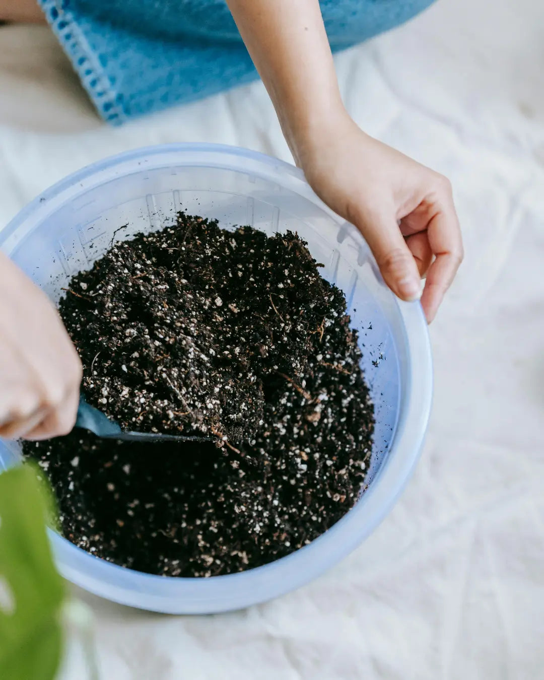 The Ultimate Guide to DIY Plant Food: 6 Easy DIY Houseplant Fertilizer Ideas