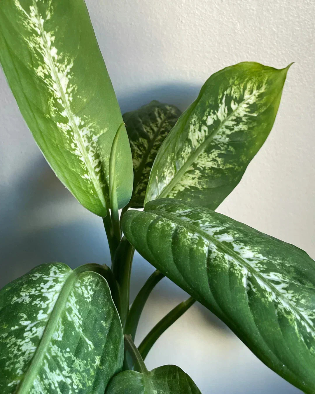 Best Potting Mix for Dieffenbachia: The Secret to Healthy Roots