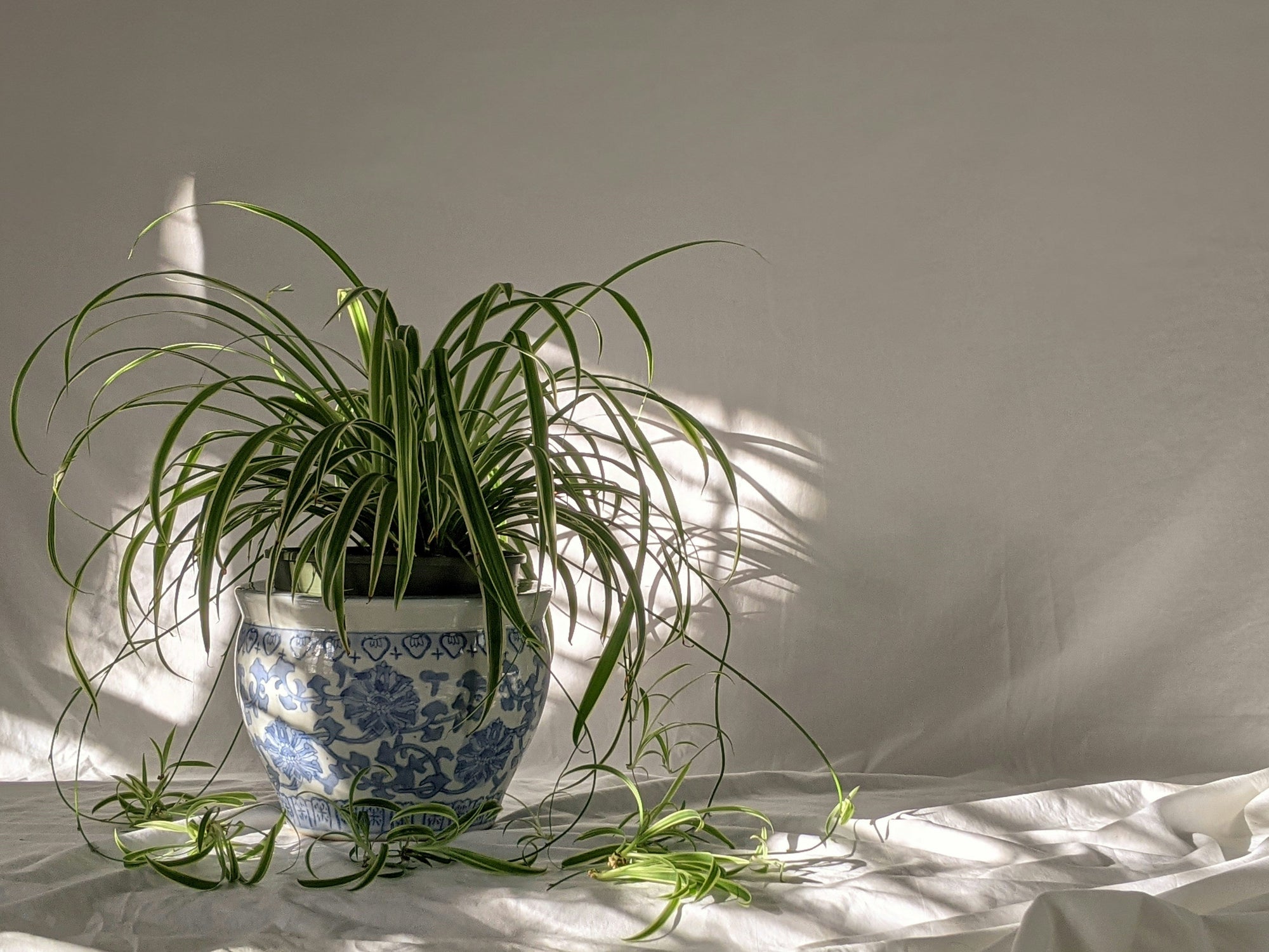 Indoor Plant Care Guide: Spider Plants