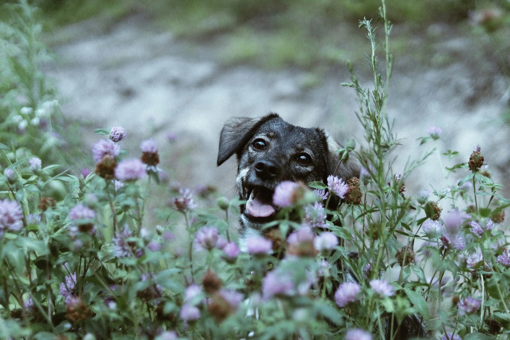A joyful dog with a floppy ear peeks through lush green foliage and purple flowers, conveying a sense of playful curiosity in a natural setting.