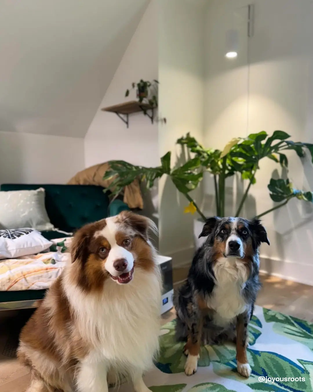 What Houseplants Are Toxic to Dogs?
