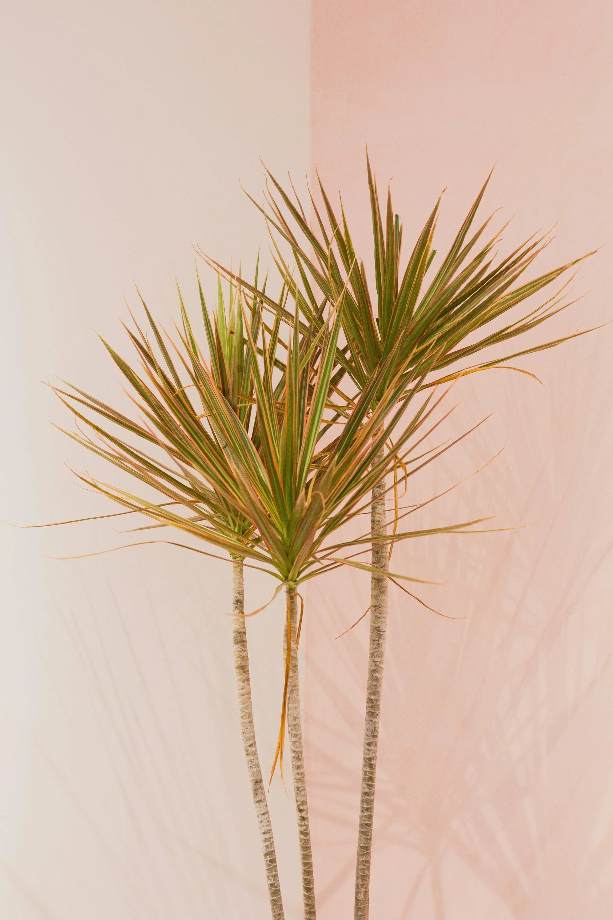 The Ultimate Dracaena Plant Care Guide: How to Grow Healthy Dragon Trees