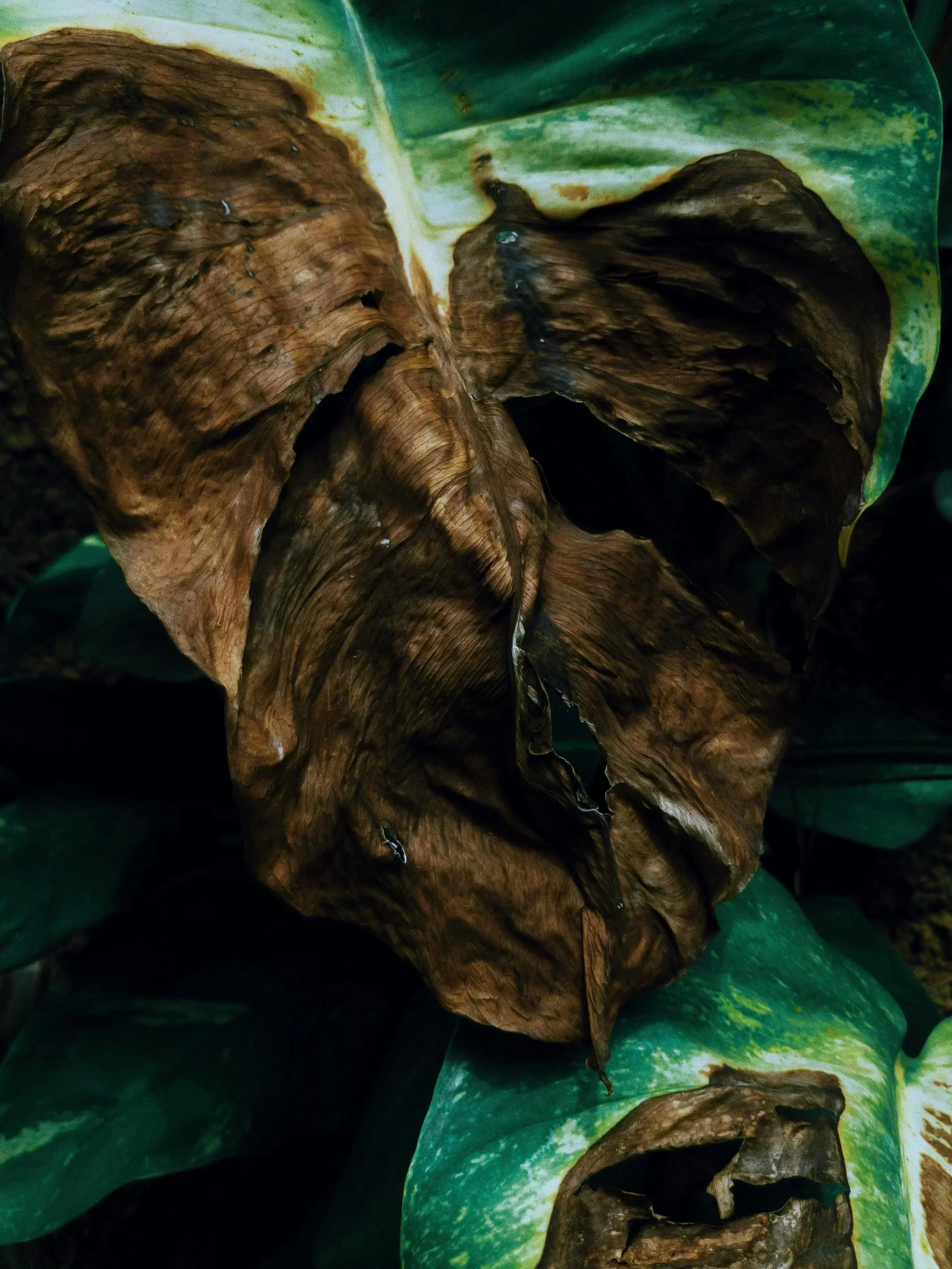 Why Your Houseplants Are Turning Brown (And How to Fix It)