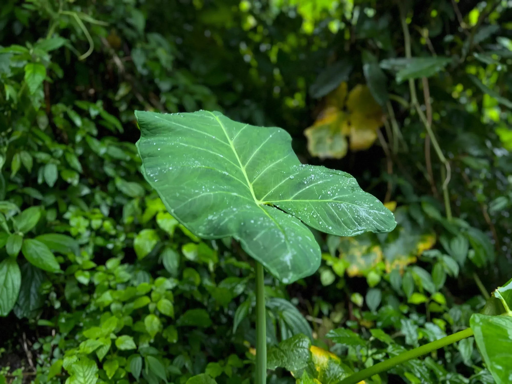 How to Plant Elephant Ears: A Complete Guide to Growing Lush, Tropical Foliage