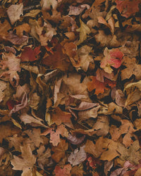 Can Fallen Leaves Feed Your Houseplants? What Leaf Mold Actually Does