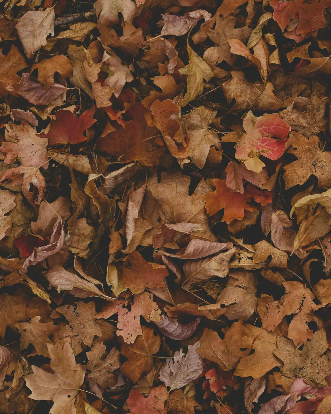 Can Fallen Leaves Feed Your Houseplants? What Leaf Mold Actually Does