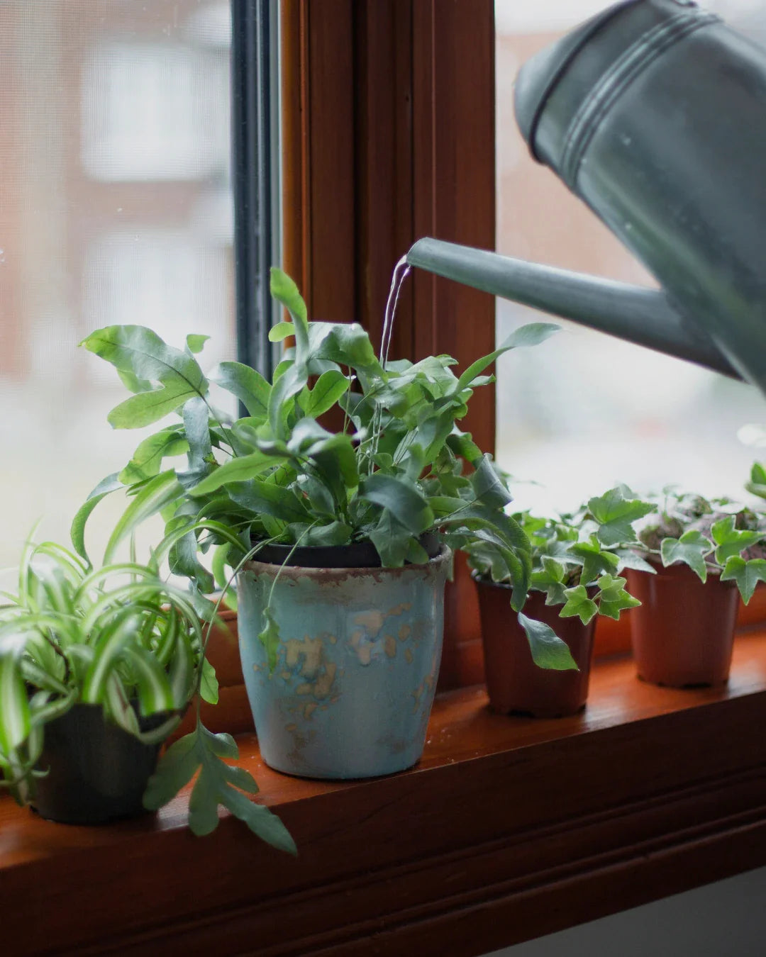Indoor Plant Care Guide: Best Watering Cans and Methods