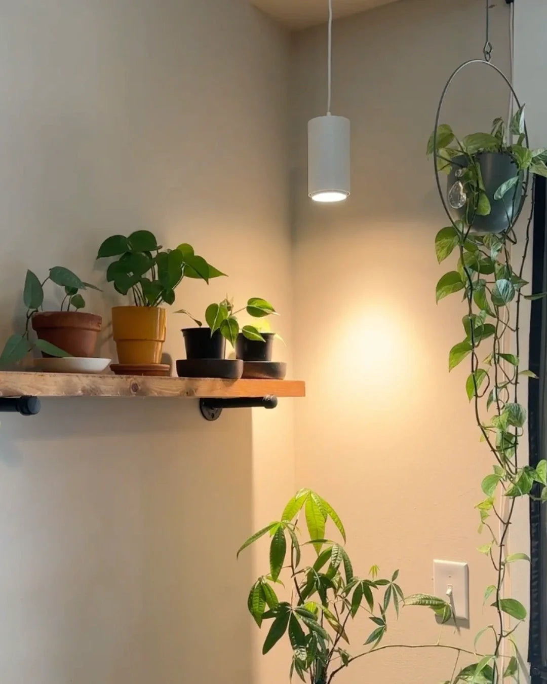 Prepare Your Plants for Fall: The Ultimate Indoor Care Guide