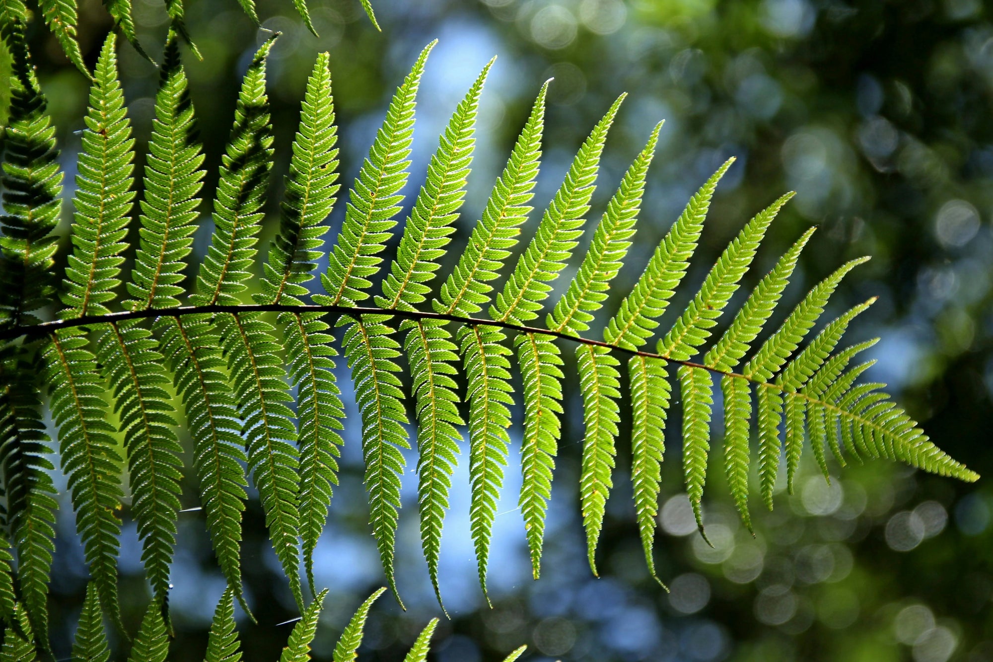 Close-up of a vibrant green fern frond against a blurred background of dappled sunlight and foliage, conveying a fresh and serene nature scene.