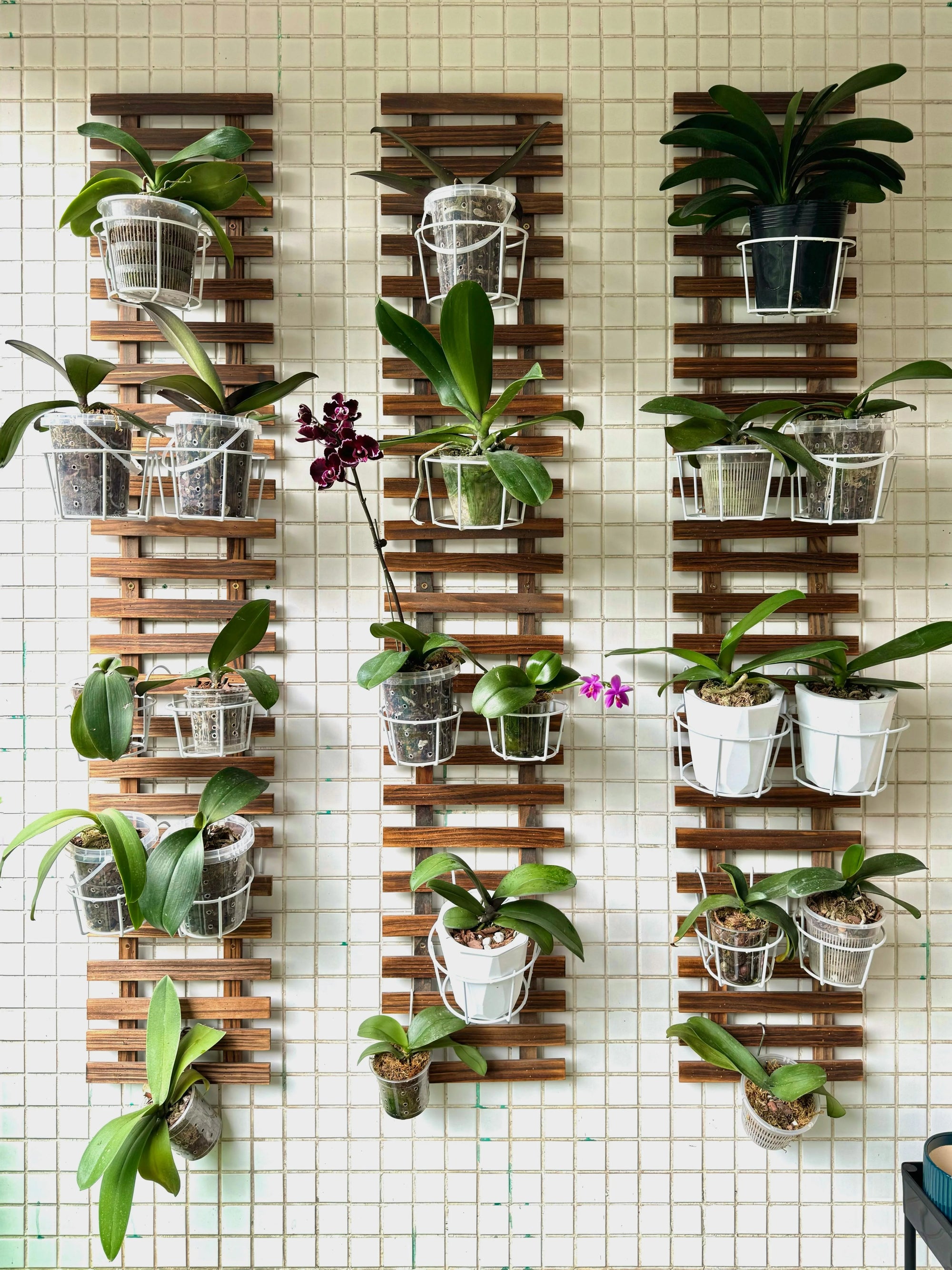 The Ultimate Guide to Aesthetic Indoor Plant Watering Systems - Soltech