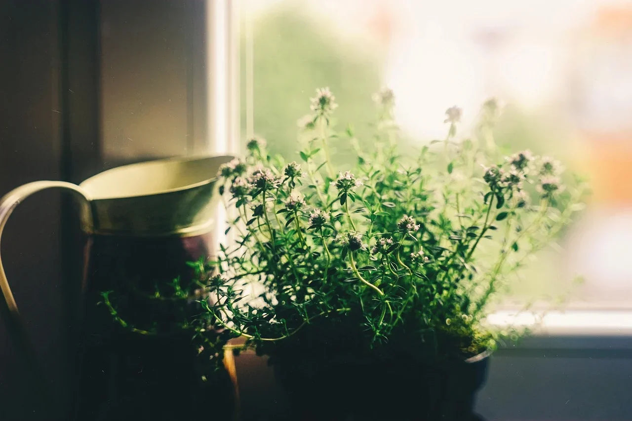 A lush, green potted plant sits on a windowsill, bathed in soft, natural light. A rustic metal watering can rests beside it, creating a serene, cozy atmosphere.