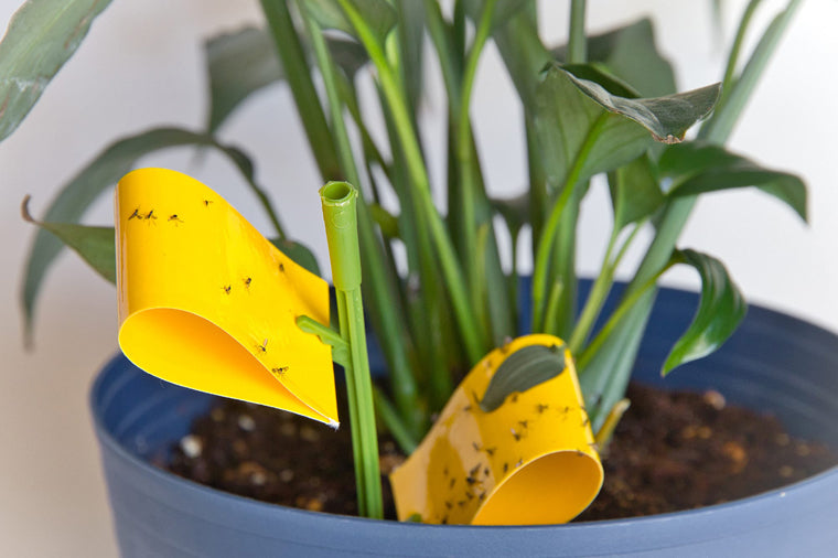 How To Get Rid of Gnats on Houseplants