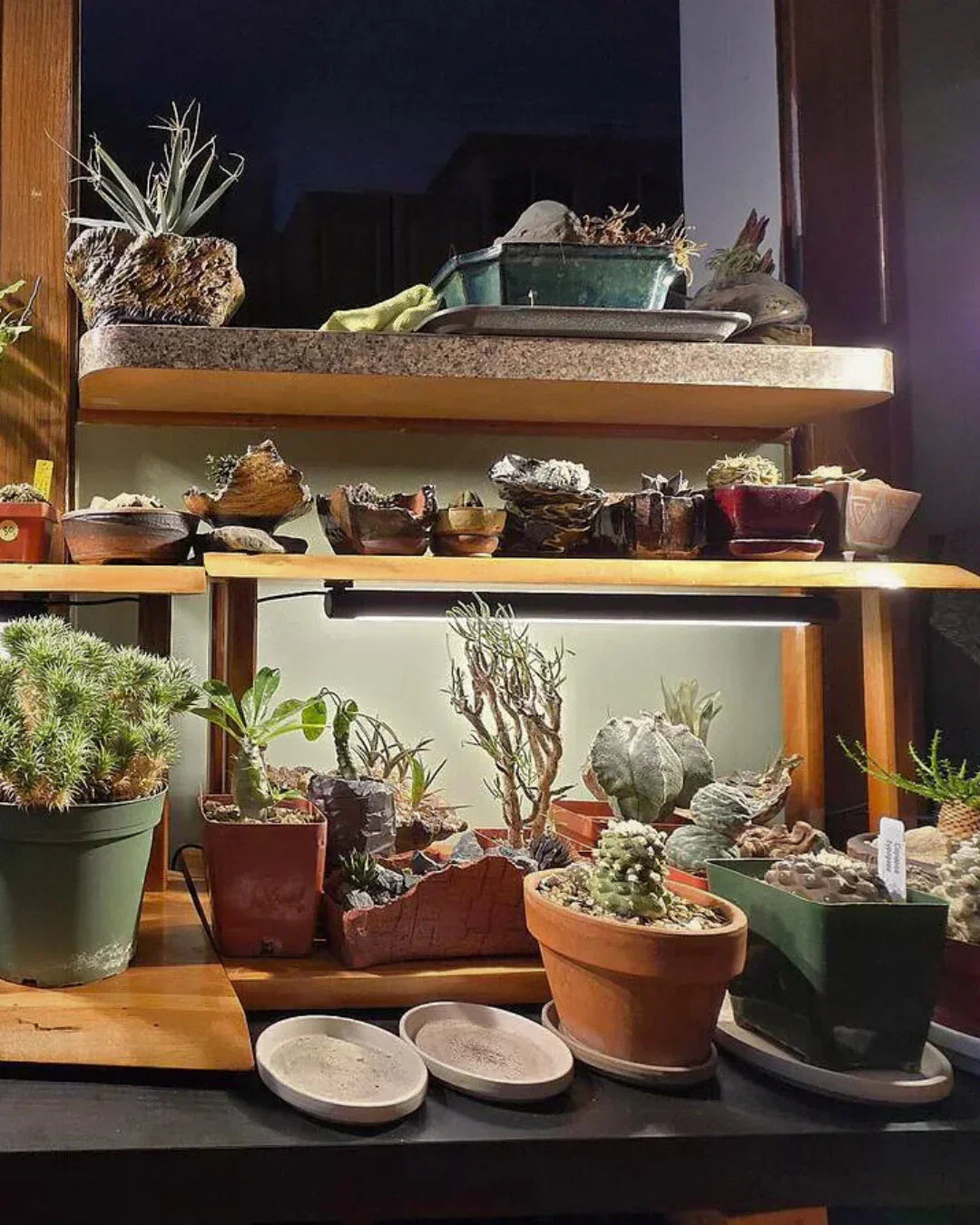 How to Grow Healthy Plants on Shelves