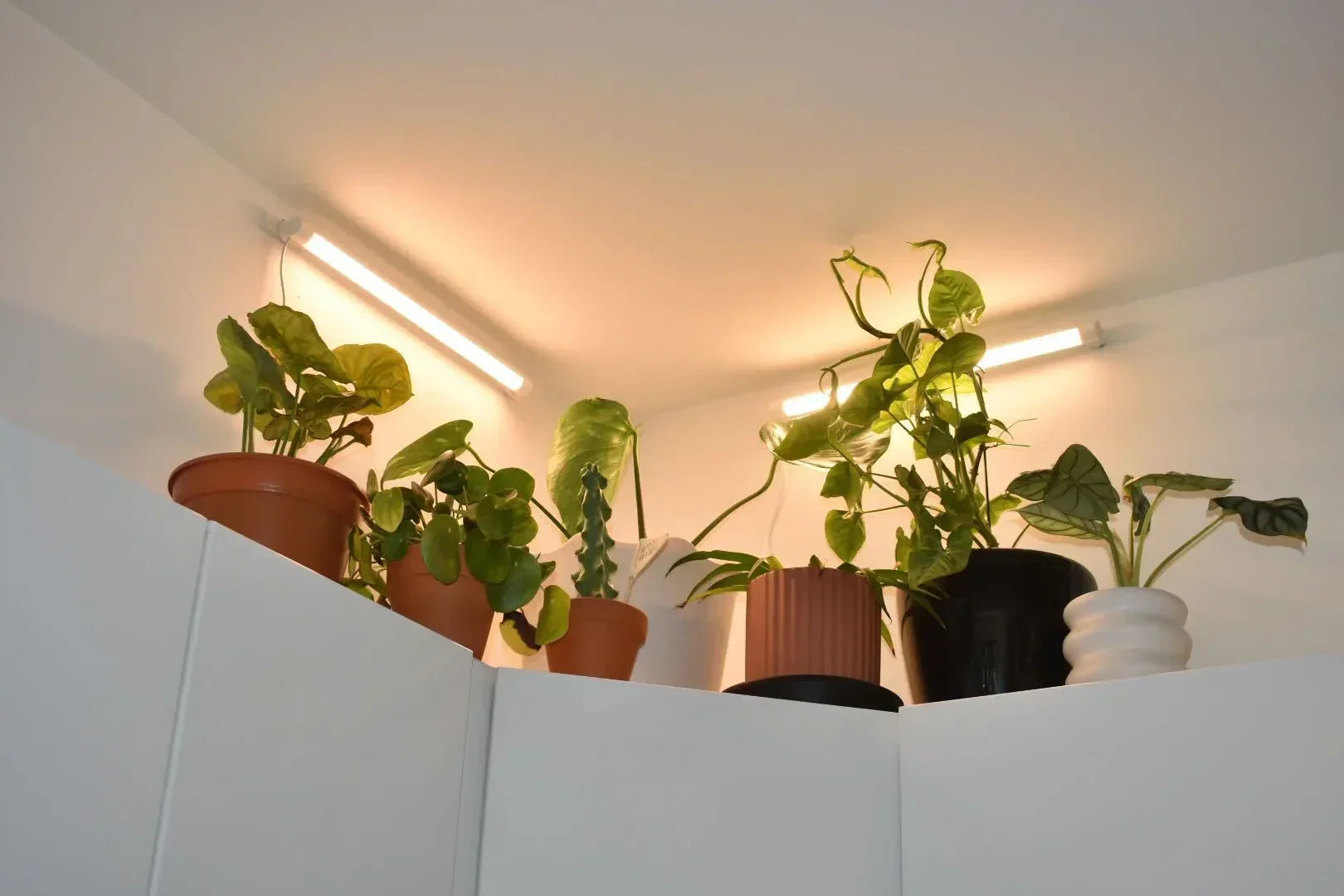Symptoms of Overwatering Houseplants: How to Spot and Fix Them