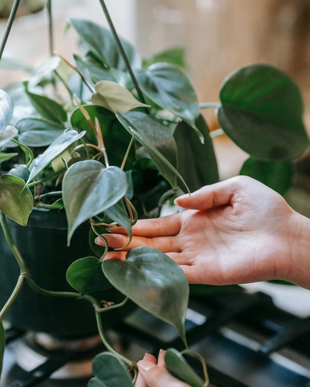Pothos vs. Philodendron: Unraveling the Popular Plant Duo