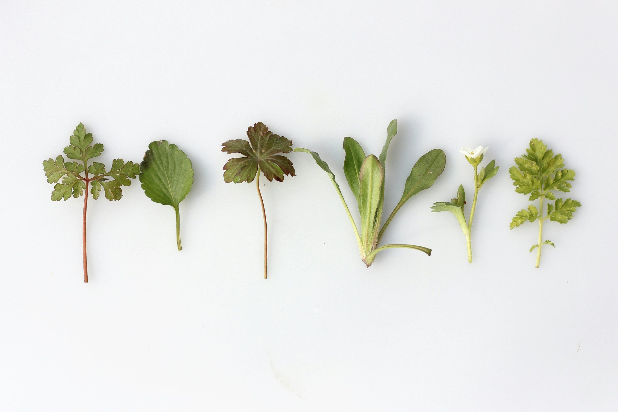 Six different plant leaves and flowers are arranged in a row on a light background, showcasing varied shapes and shades of green, from vibrant to deep.