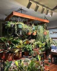 Is Rare Houseplant Collecting Back? What the Research Says