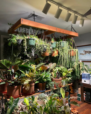 Is Rare Houseplant Collecting Back? What the Research Says