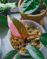 How to Propagate a Pink Princess Philodendron: A Step-by-Step Guide