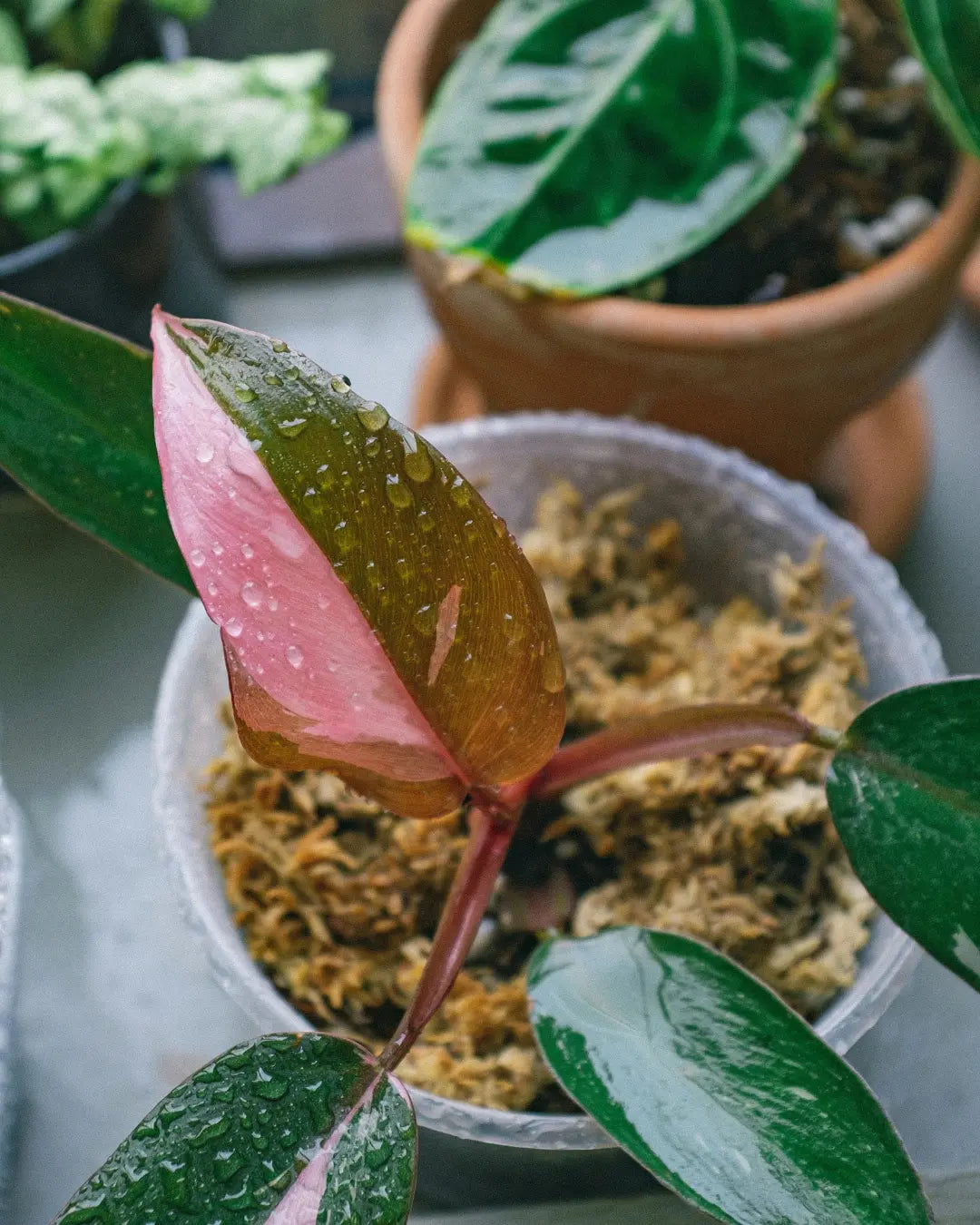 How to Propagate a Pink Princess Philodendron: A Step-by-Step Guide