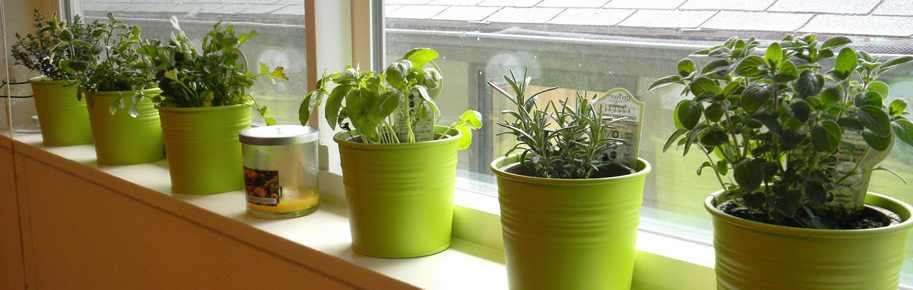 7 Benefits Of Indoor Plants On Seniors With Green Thumbs