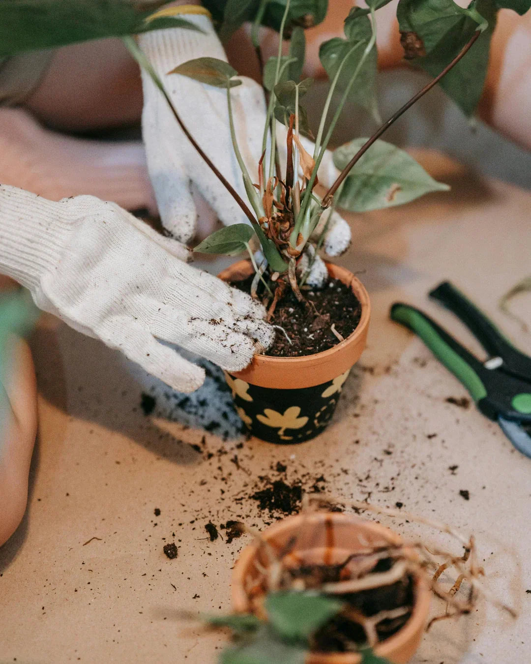 7 Tools to Make Indoor Plant Care a Breeze