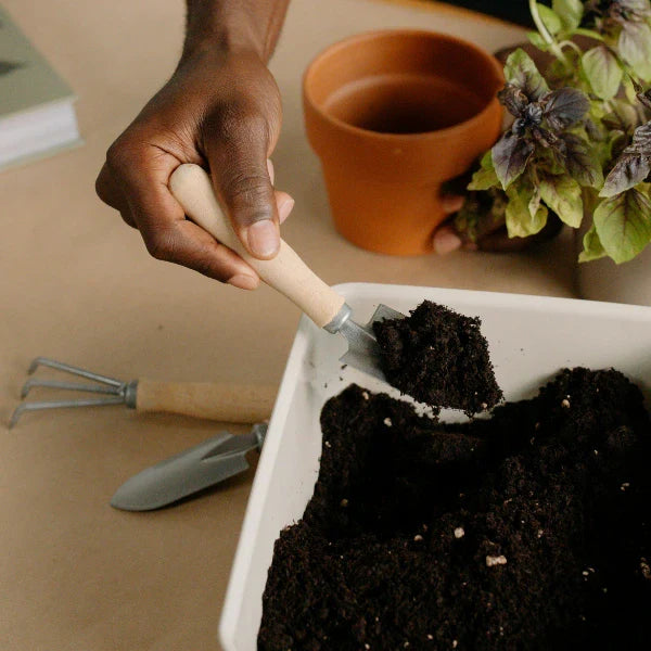 How To Guide for Growing Wild Plants Indoors 2018