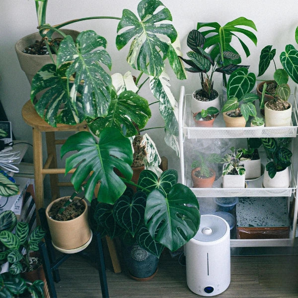 Essential Humidity Levels for Common Houseplants