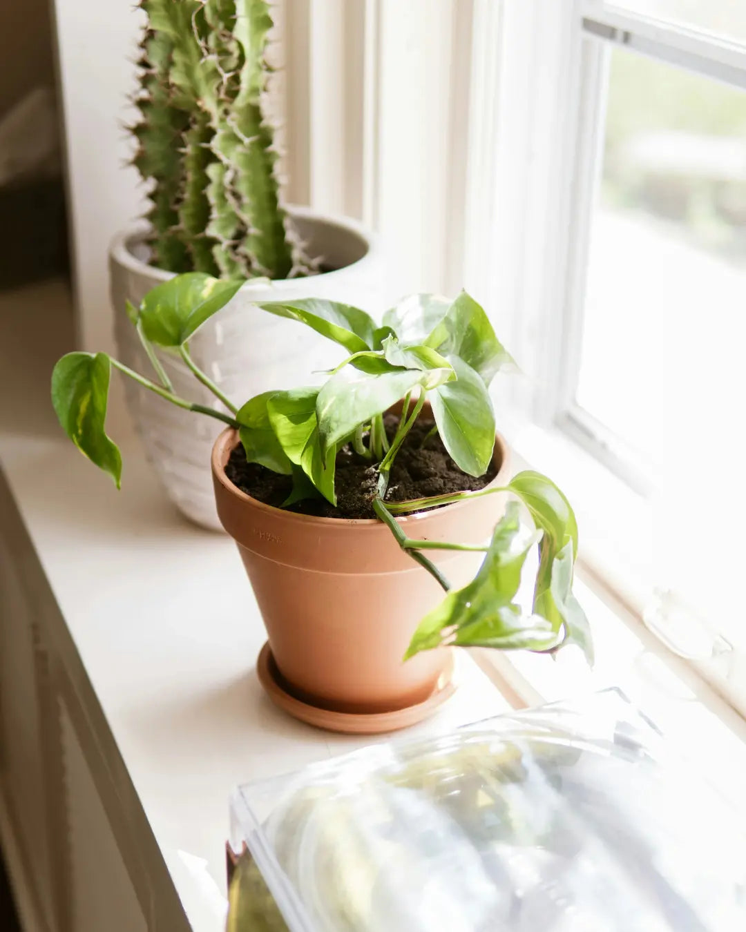 Why Is My Terracotta Pot Growing Mold?