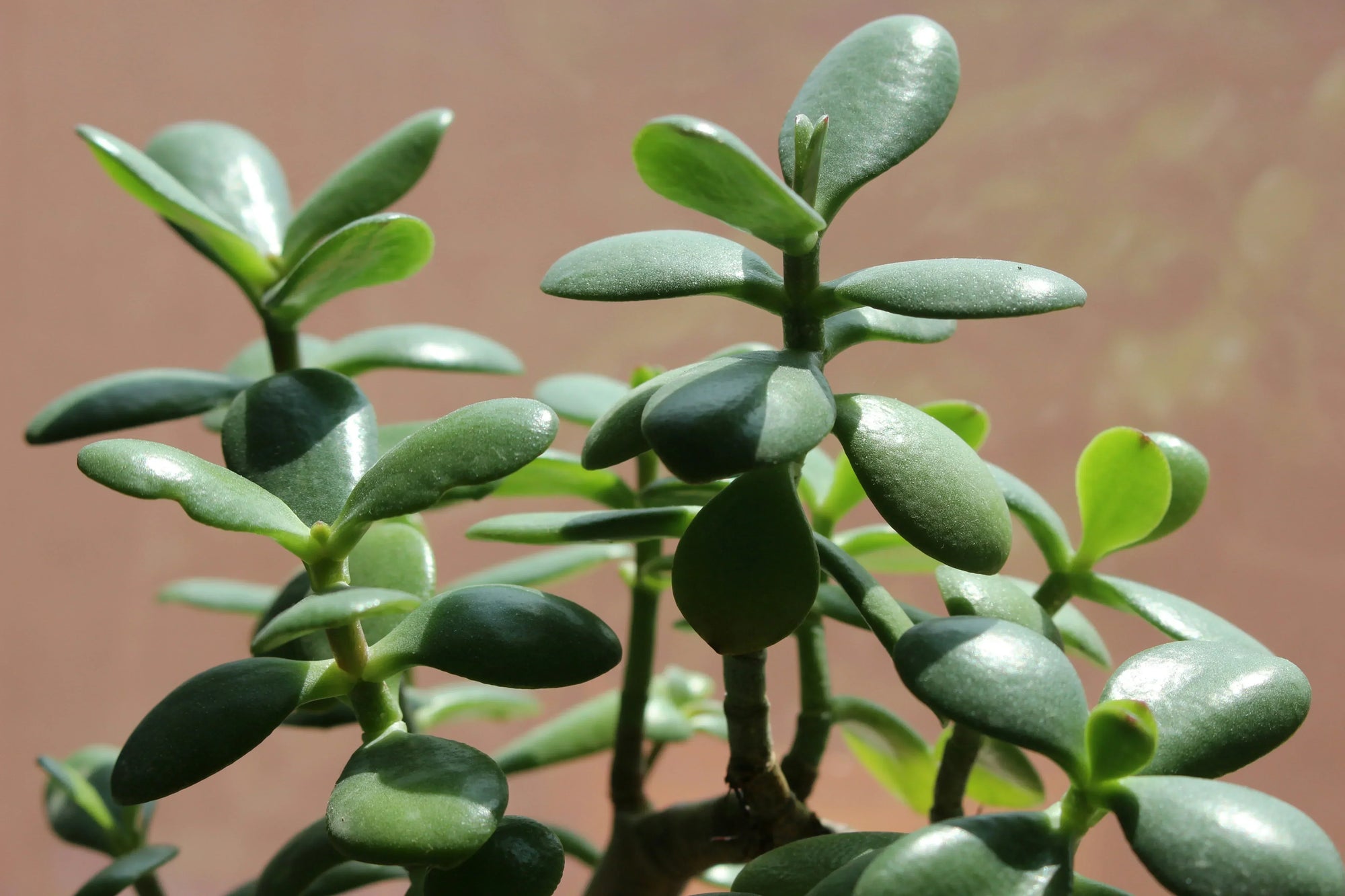 A Guide to Popular Jade Plant Varieties for Your Home