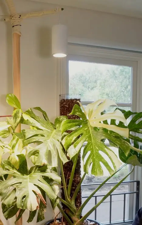 Understanding Variegated Plants: Beauty, Cost, and Care