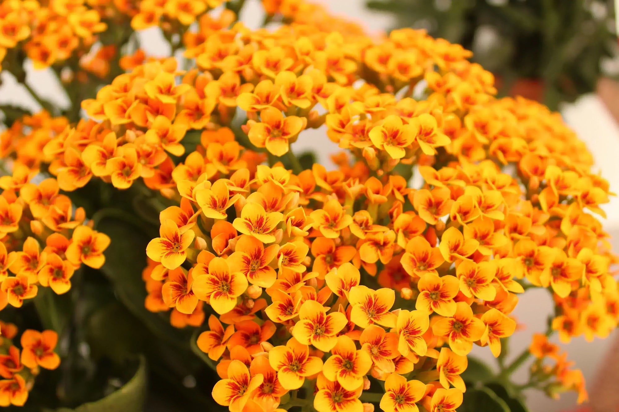 Ultimate Kalanchoe Plant Care Guide: How to Keep Your Succulent Thriving