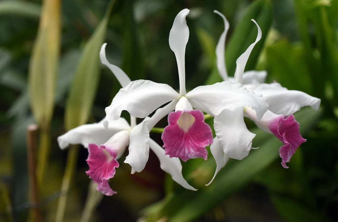 7 Unique Orchids to Brighten Up Your Indoor Plant Collection
