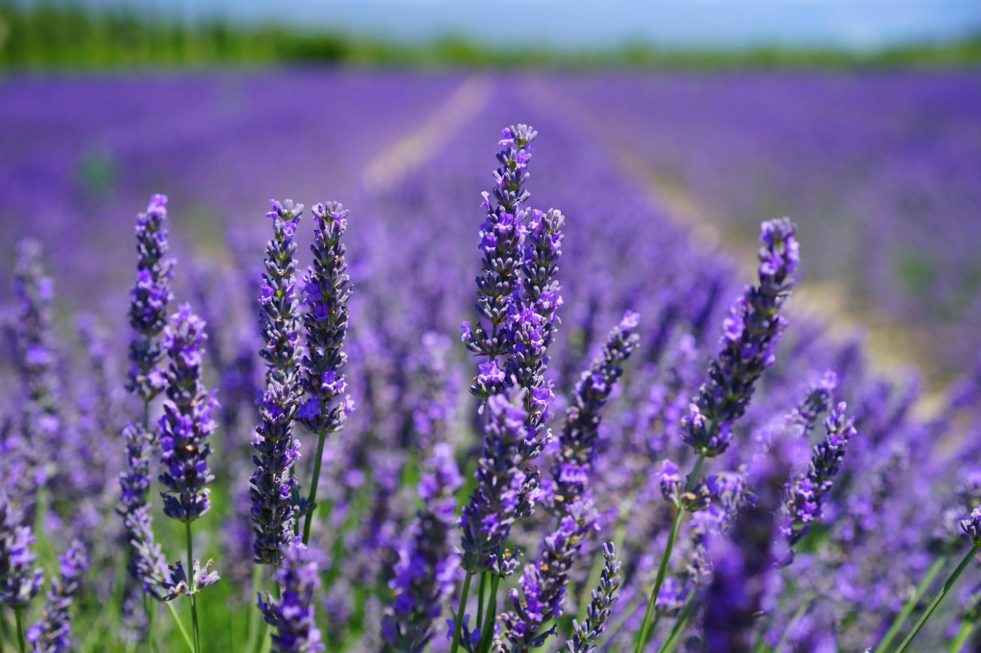 The Scent of Serenity: A Guide to Growing Lush Lavender at Home