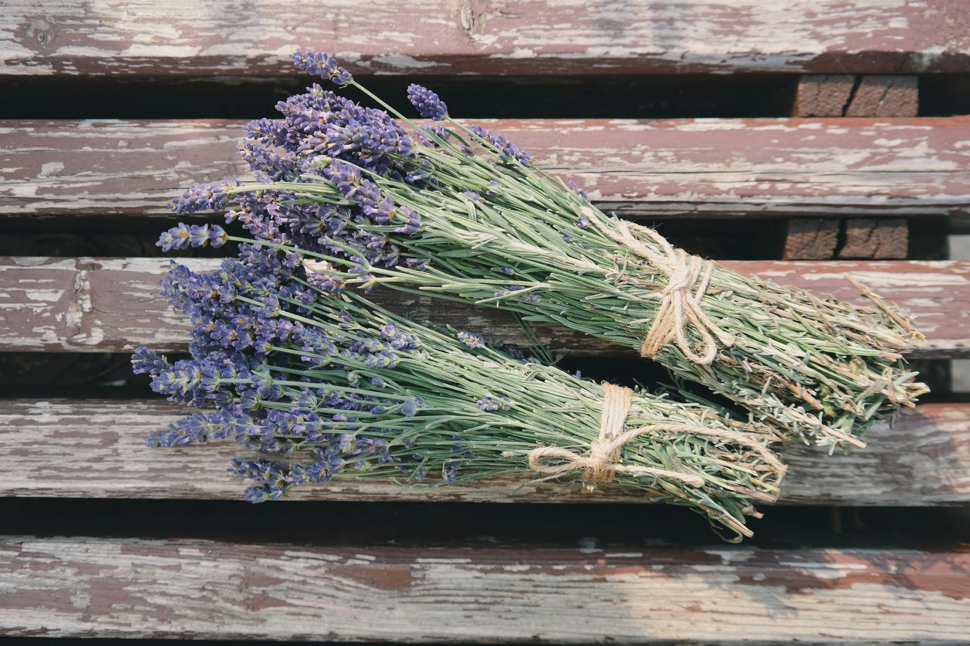 The Sweetest Scent: Your Guide to Growing Lavender Indoors