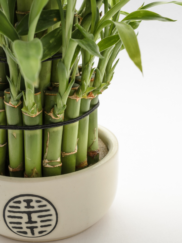 Growing Lucky Bamboo for Beginners