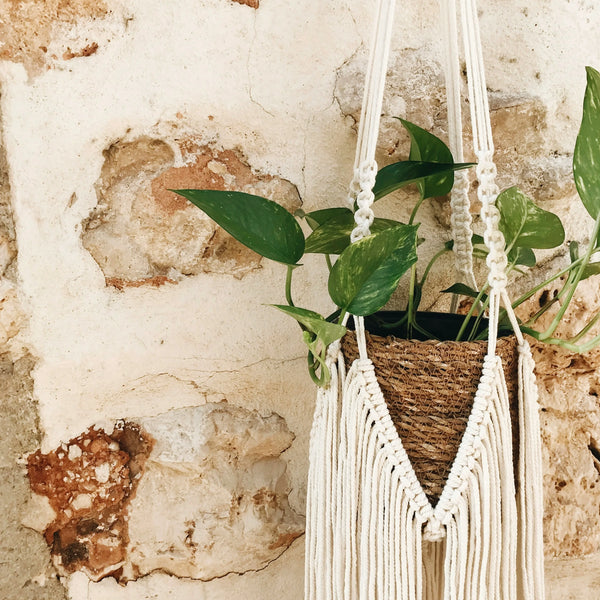 Fun and Creative DIY Houseplant Projects for Plant Lovers - Soltech