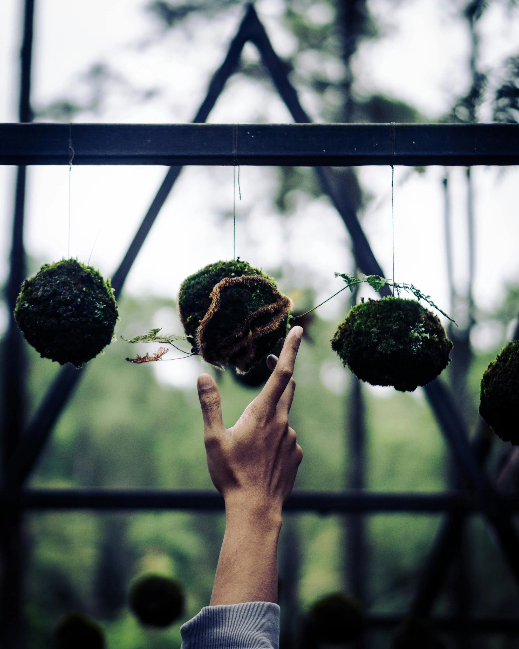 A hand reaches up to touch string-hung moss balls in a greenhouse. The background shows a blurred forest, creating a calm, natural atmosphere.